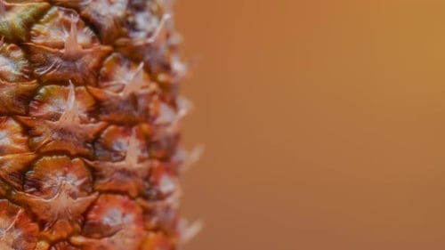 Close up of rotating fresh pineapple on orange background
