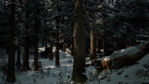 Winter Forest Landscape with Snow Covered Trees and Serene Atmosphere