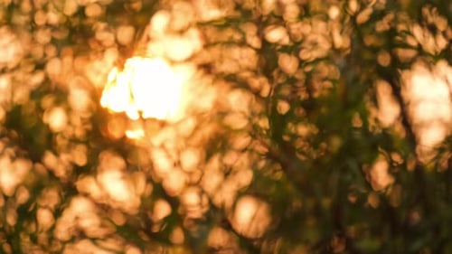 Sun rays through the green leaves of trees.
