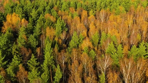 Autumn Forest Trees with Yellow Foliage Top View