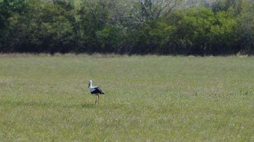 Weitwinkelaufnahme eines Storchs (Vogel), der im Sommer auf einer Wiese nach Nahrung sucht. (4K-Auflösung)