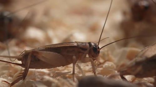 Crickets 30