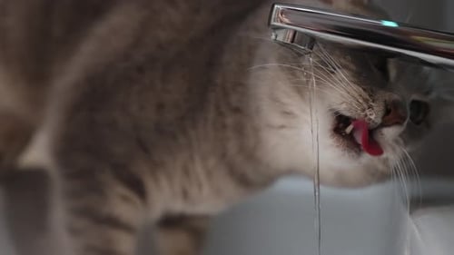 Primer plano de un hermoso gato bebiendo agua del grifo. Cámara lenta.