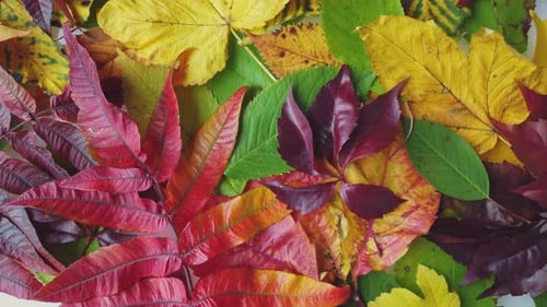 Colorful Collection of Beautiful Fall Leaves