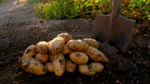 Potato Harvest in the Garden Selective Focus