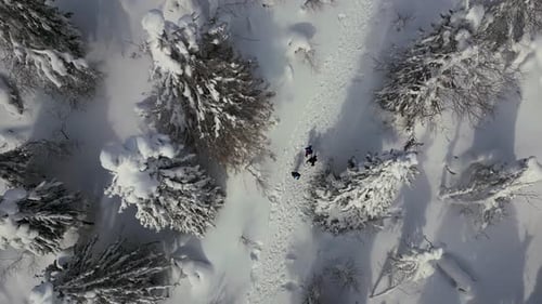 Top view of people walking into mountains in winter forest. People goes on winter hike