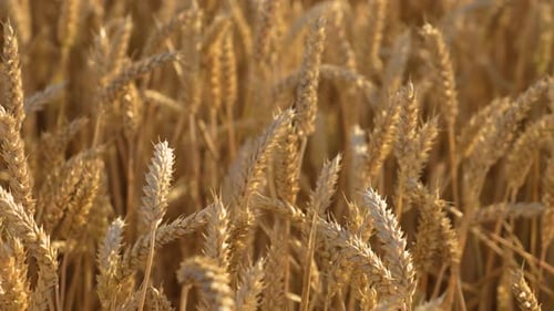 Wheat Field Ears Swaying on Gentle Wind Golden Ears are Slowly Swaying in Wind Closeup