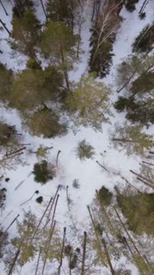 Vertical Video Filming From a Drone Top View Belarusian Pine Winter Forest