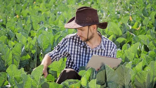 Farmer Using Digital Tablet During Monitoring His Plantation