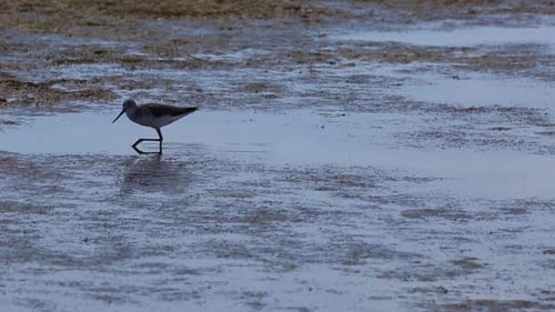 Common redshank (Tringa totanus) in Delta De L Ebre Nature Park, Spain