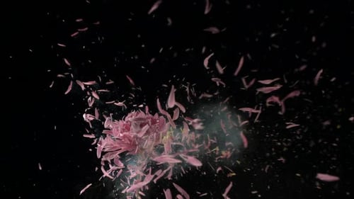 Flower Frozen in Liquid Nitrogen Explodes In