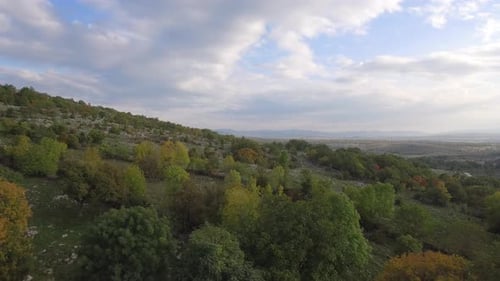 Trees On A Mountain
