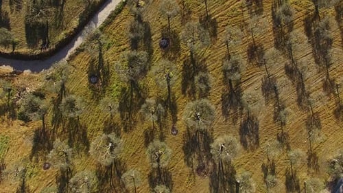 Portugiesische Olivenhain-Farmlandschaft aus der Luft