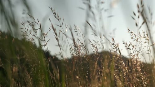 Golden light in the high grass field during spring with mountains in the background, low angle throu