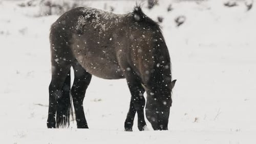 Cavalo selvagem Konik pastando em campo nevado na Bielorrússia Naliboki Forest CloseUp