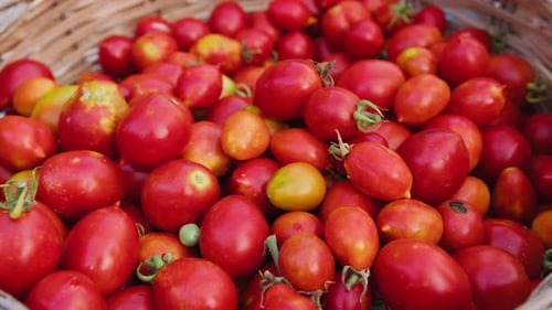 Hands Picking And Choosing The Best Tomatoes