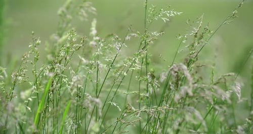 Extreme Close Up tall grass blowing in slow motion cinematic 4K
