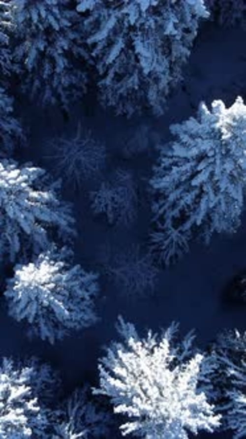 Magnificent Aerial View of a SnowCovered Evergreen Forest During the Winter Season