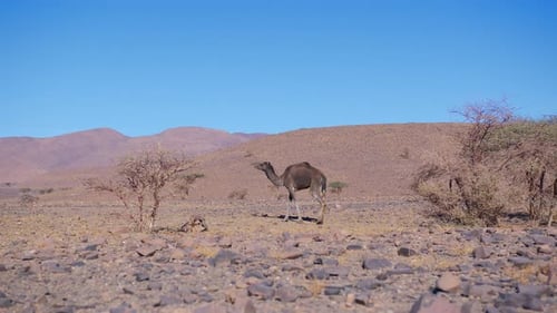 Dromedarys in westsahara, mauritania and morocco