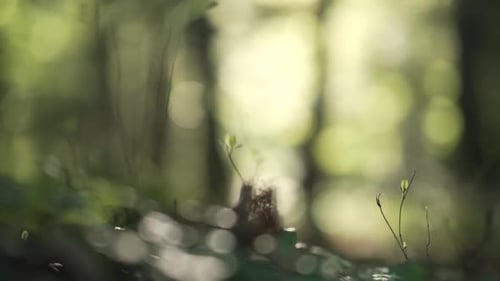 Standing shot from moss and leaves on the ground to a sunlit forest scenery during golden hour