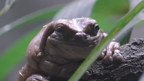 White Tree Frog Perched On The Tree Branch Stares At The Camera. close up