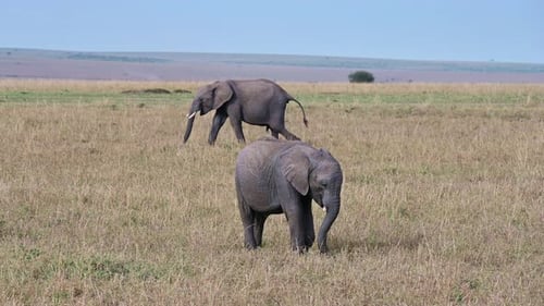 Baby elephant grazes under the supervision of parents