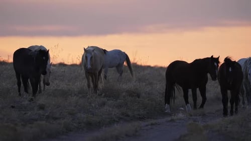 North herd of the Onaqui wild horses moving through the landscape