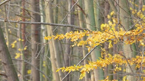 Yellow autumn leaves clinging to forest branches.
