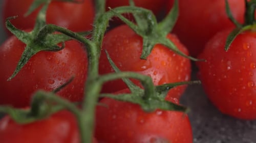 Mouvement de caméra sur des tomates cerises rouges mûres avec des gouttes d'eau