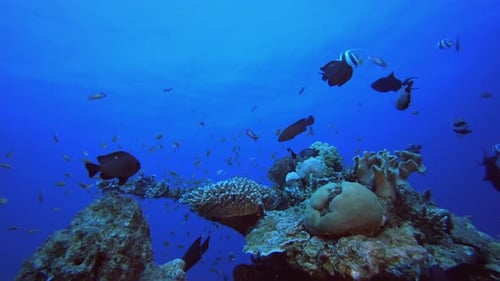 Vibrant Reef Scene with Tropical Fish Swimming