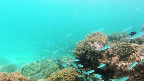 Ocean, underwater and school on fish by coral reef, nature and sustainable environment for marine