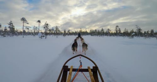 Husky Sled Dogs Running Through Snowy Arctic Landscape At Sunset