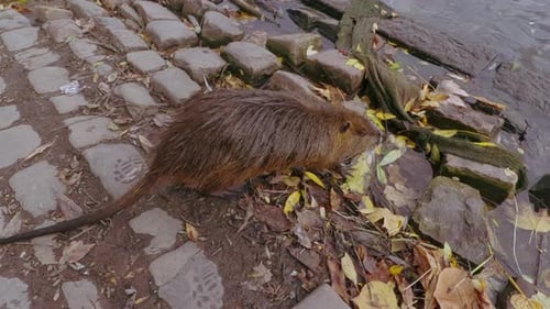 Coypu steht auf dem Kopfsteinpflaster eines Dammes und schaut neugierig in die Kamera
