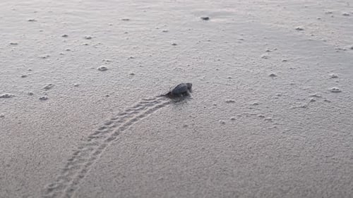 A hatchling newborn sea turtle leaves a trail in the sand as it successfully reaches the ocean for t