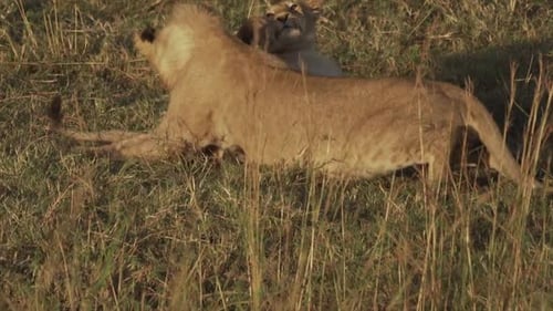 Young lions running and playing in the Masai Mara, Kenya, Africa