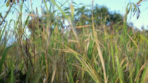 Hohes grünes Gras, das im Wind weht.