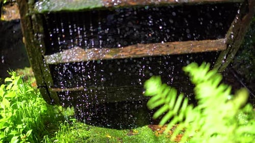 Detail eines laufenden Wassermühlenrads mit Moos und Farnen