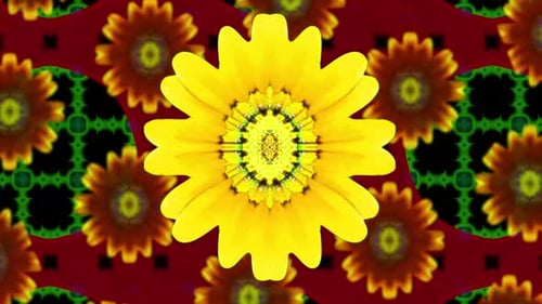 Sun Flower Kalaeda Video Loop