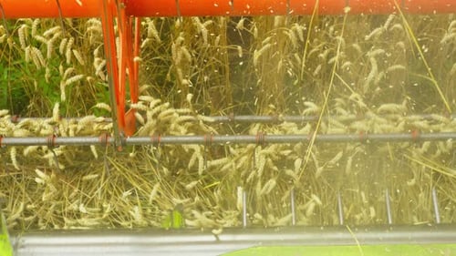 Harvesting Golden Wheat Crops in Rural Field