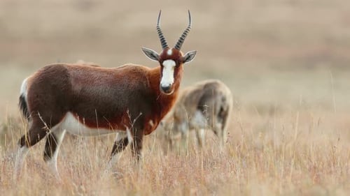 Antilope Blesbok debout dans la prairie