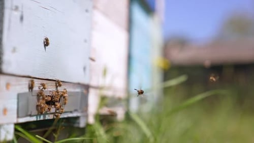 Buzzing Honeybees at Entrance to Rustic Beehive