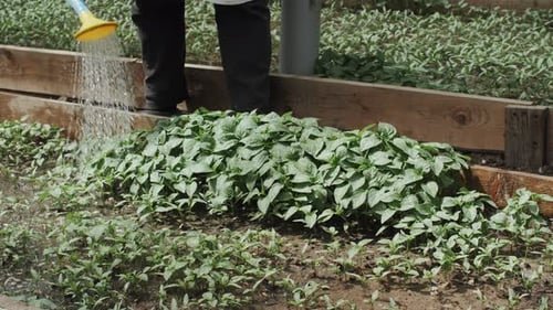 Gardener Watering the Beds with a Watering Can Garden and Vegetable Garden Care