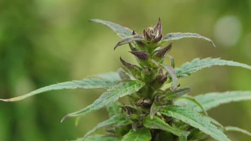 Narcotic marijuana plants in agricultural field outdoors. Medicinal cannabis field cultivation. Ille