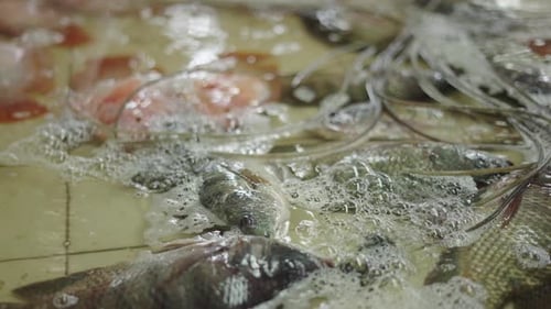 Lebende Fische in Zeitlupe, die in einem Fischhändler im Wasser einweichen, bevor sie zubereitet und verkauft werden