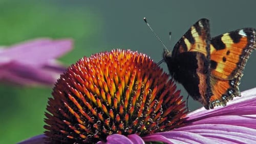 Extreme close up macro shot of orange Small tortoiseshell butterfly collecting nectar from purple co