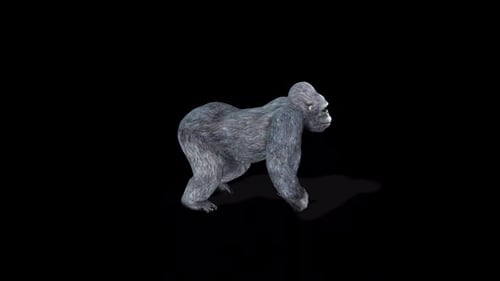 Gorillawalk 2