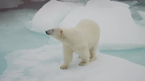Majestic Polar Bear Standing on Ice Floe