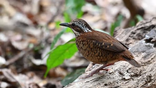 Eared Pitta, Hydrornis phayrei; seen on a log facing to the left while carefully observing to its su