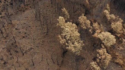 Vegetation Destroyed and Trees Burned By the Vast Fire That Hit the Mountain