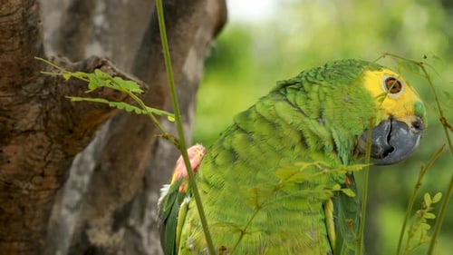 4k close up shot of a green, yellow and blue Macaw parrot moving it's beak. Exotic colorful parrot,